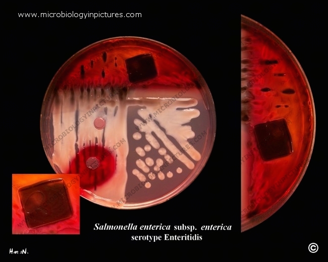 salmonella mucoid form